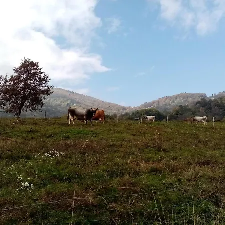 Dell'arte Vendégház *